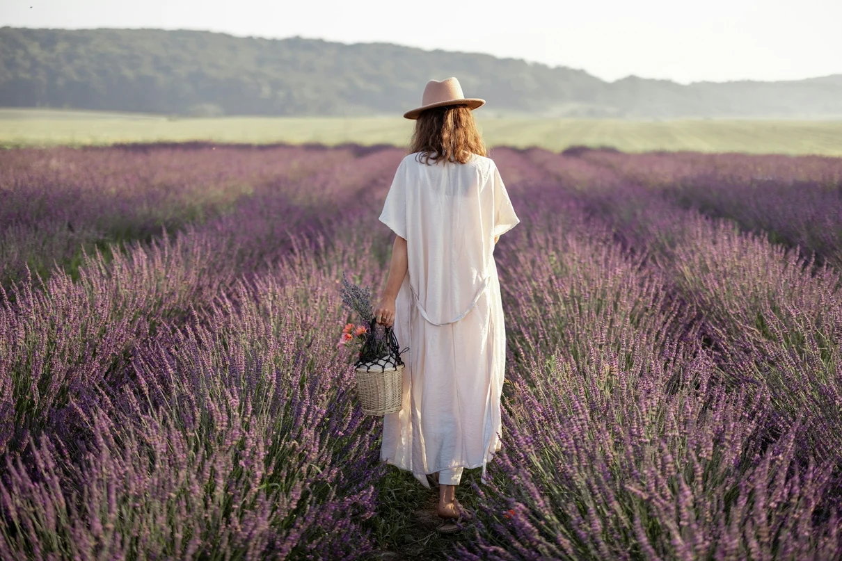 Provence lavender fields