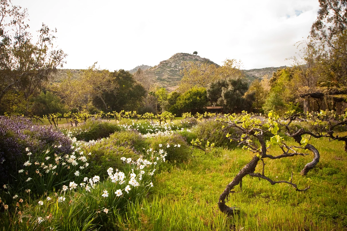 Aerial view of Rancho La Puerta with gardens set against Mount Kuchumaa.
